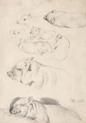 Studien von Schweinen