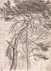 Studie von Bäumen