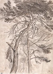 Studie von Bäumen