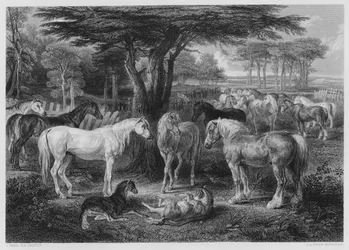 Der Rat der Pferde, aus dem Bild in der Vernon Galerie