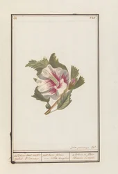Hibiskus (Hibiscus syriacus)
