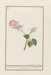 Rose (Rosa)