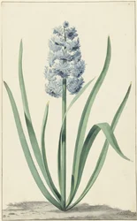 Die blaue Hyazinthe Franciscus Primus