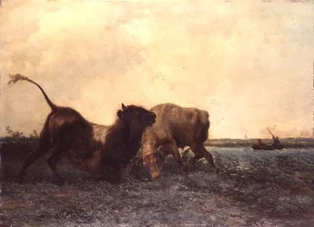 Kämpfende Stiere