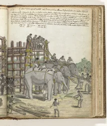 Ein gefesselter Elefant wird aus dem letzten Abschnitt der Falle, dem Gefängniskorral, geführt