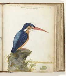 Blauohr-Eisvogel