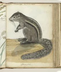 Ceylon-Hörnchen