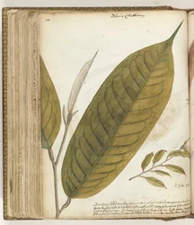 Durianblatt
