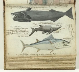 Ein Thunfisch, ein Hai und ein Remora
