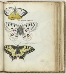 Indischer Schmetterling und schwedische Schmetterlinge