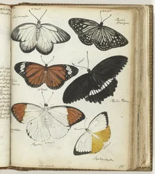 Indische Schmetterlinge