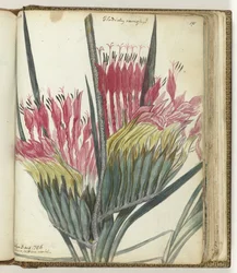 Kapblume