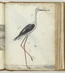 Kap-Sumpfvogel