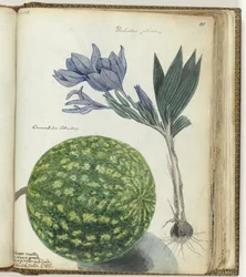 Kap-Wassermelone und Gladiole
