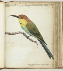 Kleiner Vogel auf einem Ast