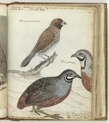 Reisvogel und ostindische Kiebitze