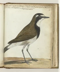 Schafvogel oder Kap-Nachtigall