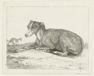 Windhunde