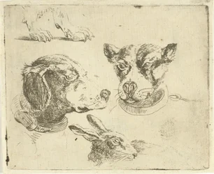 Studienblatt mit zwei Hundeköpfen, Hundepfoten und Hasenkopf