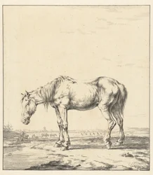 Altes Pferd steht am Wasser