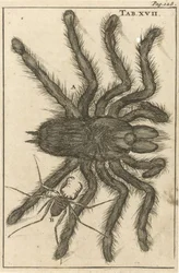 Spinnen XVII