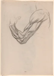 Anatomische Studie der Muskeln eines rechten Arms