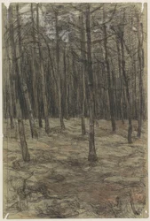 Waldlandschaft