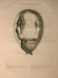 Albinus, Uterus, Pl. III, Illustration aus 