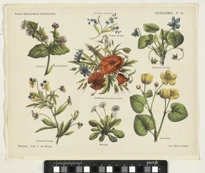 Feldblumen