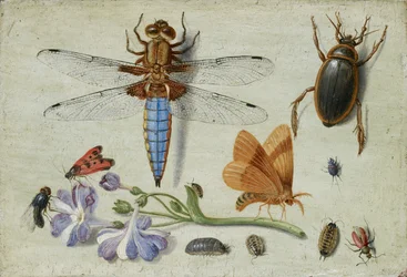 Ein Maikäfer, Käfer, Asseln und andere Insekten mit einem Aurikelzweig, frühe 1650er Jahre