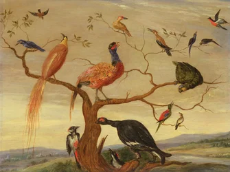 Ein Konzert der Vögel