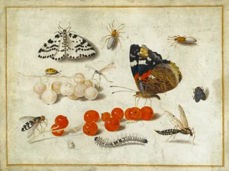 Schmetterling, Raupe, Motte, Insekten und Johannisbeeren, ca. 1650-65 (Gouache und Tinte auf Pergament)