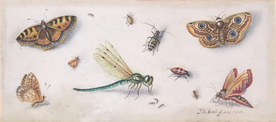 Insekten, Schmetterlinge und eine Libelle
