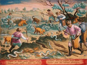 Italienische Vipern fressen Kröten, Tafel 60 aus 