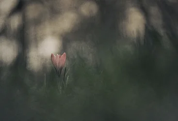 Träumerische rosa Blüte