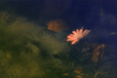 Träumerische rosa Blume