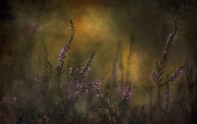 Träumerische lila Heide