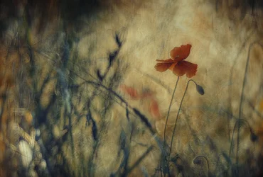 Träumerischer roter Mohn