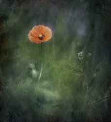 Ätherische orange Mohnblume