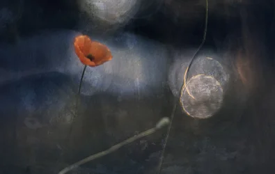 Ätherische Mohnblüte