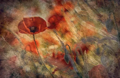 Vintage rote Mohnblumen