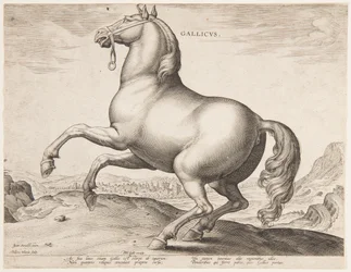 Ein französisches Pferd, aus dem ersten Satz von "Equile Joannis Austriaci"