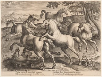 Kämpfende Pferde, aus dem vierten Satz von "Equile Joannis Austriaci"