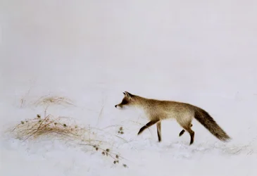 Fuchs im Schnee