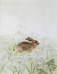 Kaninchen