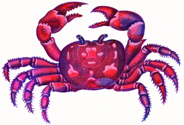Krebs der Krabbe