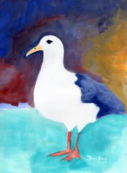 Möwe aus Anacortes Nr. I, ca. 2016