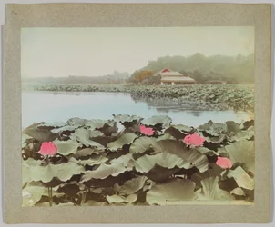 Lotusblumen im Shinobadzu-Teich, Uyeno-Park, Tokio, Japan