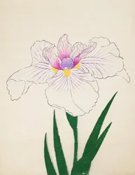 Akashi-no.-Ul, Nr. 10, 1898