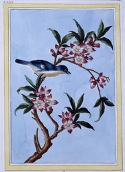 Vogel - Japanischer Druck